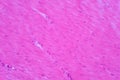 Histology of human smooth muscle under light microscope view Royalty Free Stock Photo