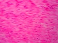 Histology of human smooth muscle