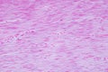 Histology of human smooth muscle under microscope view for education