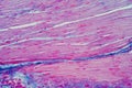 Histology of human smooth muscle under microscope view for education