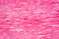 Histology of human smooth muscle under microscope view