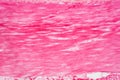 Histology of human smooth muscle under microscope view