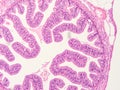 Histology of human tissue Royalty Free Stock Photo