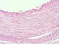 Histology of human adipose tissue Royalty Free Stock Photo