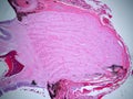 Histology of a Optic Nerve