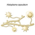 Histoplasma capsulatum