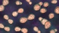 Histoplasma capsulatum yeasts, 3D illustration