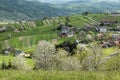 Historic agrarian landscape, Hrinovske lazy, Slovakia