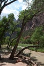 Historic arched trees persevere during floods in Mt Zion National Park, St. George, UT