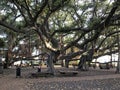 Historic Banyan Tree of Lahaina, Maui, Hawaii Royalty Free Stock Photo