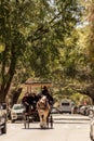 Historic charleston south carolina downtown scenery