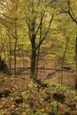 Chellberg home, Indiana Dunes park