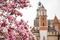 Beautiful purple magnolia flowers in the spring season in Poland. The Wawel Royal Castle. Historic city of Krakow in Royalty Free Stock Photo