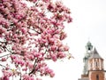 Beautiful purple magnolia flowers in the spring season in Poland. The Wawel Royal Castle. Historic city of Krakow in Royalty Free Stock Photo