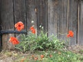 An up close shot of flowers near the Old Clifton Mill, an historic piece of Southwest Ohio - Mills Royalty Free Stock Photo