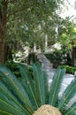 Historic district sidewalks, rowhouses and palms in Savannah, Georgia Royalty Free Stock Photo