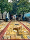 A dog in Dario Moreno street near Tarihi Asansor elevator in Izmir