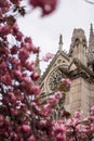 The historic facade of Notre Dame Cathedral in Paris in pink trees Royalty Free Stock Photo