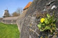 Historic Flood Defense and blooming dandelion, Hasselt