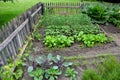 Historic garden behind a low wooden fence in the shape of a square. people grow cabbage, cabbage, kohlrabi, rhubarb, chives and ot