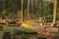 Historic Jewish cemetery in the city of Lodz, Poland Royalty Free Stock Photo