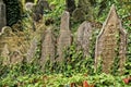Historic Jewish cemetery tombstones in green ivy-berry Royalty Free Stock Photo