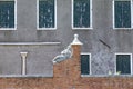 Historic marble figure of a beautiful woman at a fence with closed shutter in background at island of Burano, Venice