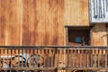 Historic mining town, Oatman Arizona