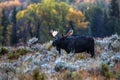 quaint Moulton barn wintry autumn weather on snow capped Grand Teton national Park in Wyoming Royalty Free Stock Photo