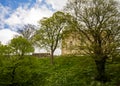 Norwich castle behind the trees