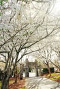 Historic Oakwood cemetery entrance and Spring trees in bloom in Raleigh North Carolina