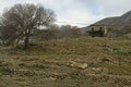 Historic old stone house in the farm. There are trees around Royalty Free Stock Photo