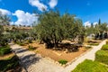 Historic Olive trees in Garden of Gethsemane within Gethsemane Sanctuary on Mount of Olives near Jerusalem, Israel Royalty Free Stock Photo