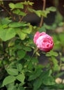 Historic pink rose Louise Odier, Royalty Free Stock Photo
