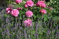 Historic pink rose Louise Odier and lavender Royalty Free Stock Photo