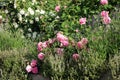 Historic pink rose Louise Odier and old, white rose Royalty Free Stock Photo