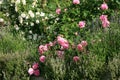 Historic pink rose Louise Odier and old, white rose Royalty Free Stock Photo