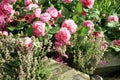 Historic pink rose Louise Odier and thyme Royalty Free Stock Photo