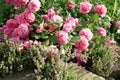 Historic pink rose Louise Odier and thyme Royalty Free Stock Photo