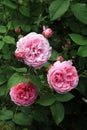 Historic pink rose Louise Odier and thyme Royalty Free Stock Photo