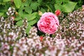 Historic pink rose Louise Odier and thyme Royalty Free Stock Photo