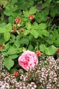 Historic pink rose Louise Odier and thyme Royalty Free Stock Photo