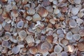Sea shore from shells