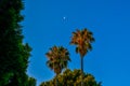 The edge of the moon against the backdrop of palm trees illuminated by the sunset