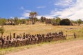 Historic Spiky Bridge in Tasmania Royalty Free Stock Photo