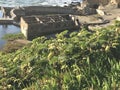 Historic Sutro Baths San Francisco 6 Royalty Free Stock Photo