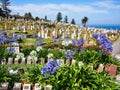 Historic Waverley Cemetery, Bronte, Sydney, NSW, Australia