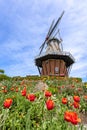 Historic Windmill in Holland, Michigan Royalty Free Stock Photo