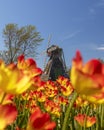 Historic Windmill in Tulip field at Holland, michigan. Royalty Free Stock Photo