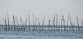 Historical construction out of branches in the sea, Weather fishery, old historical fishing technique, Bergse diepsluis,